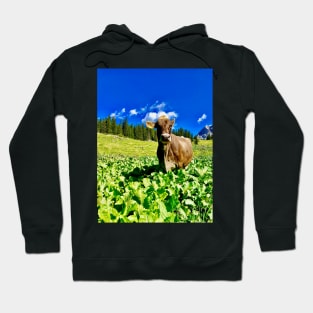 Cow from the Bregenz Forest in Vorarlberg Hoodie